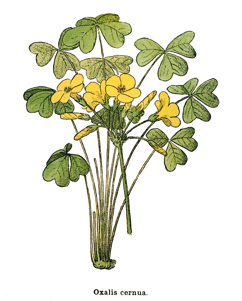 Flore coloriée de poche du littoral méditerranéen de Gênes à Barcelone y compris la Corse (6244452142) - clean