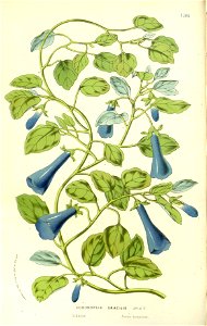 Flore des serres v15 159a