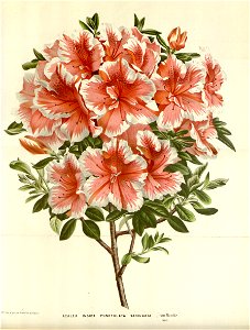 Flore des serres v16 019a