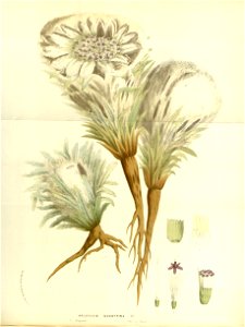 Flore des serres v15 169a