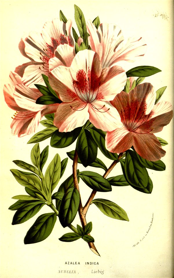 Flore des serres v13 115a