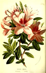 Flore des serres v13 115a