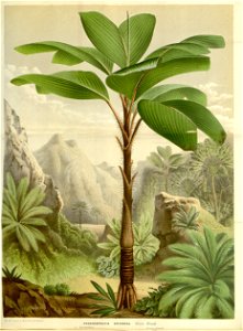 Flore des serres v15 181a