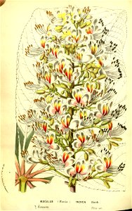 Flore des serres v13 125a