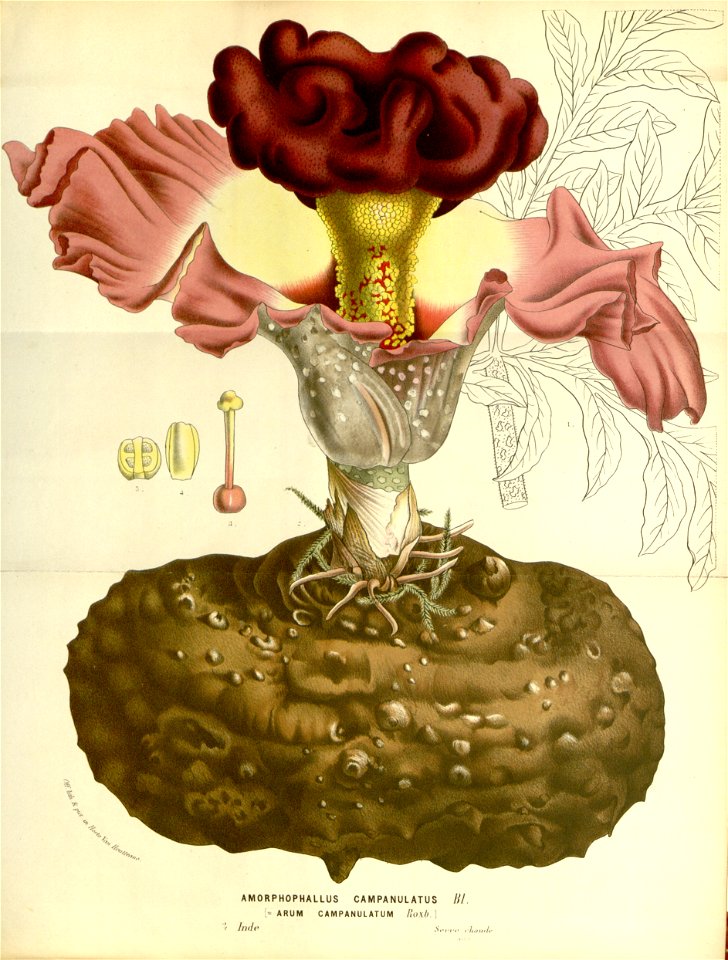 Flore des serres v15 193a