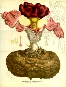 Flore des serres v15 193a