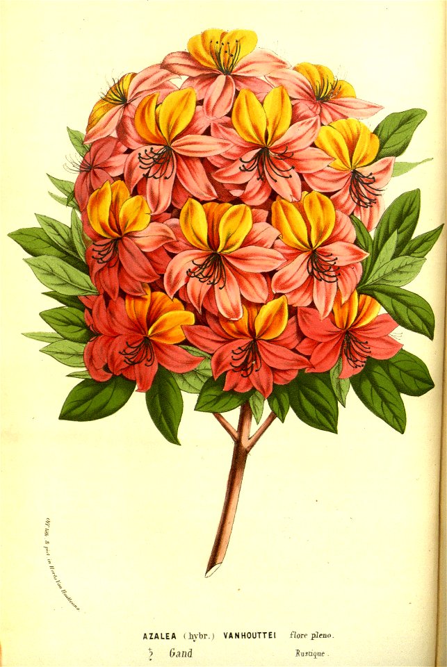 Flore des Serres v13 013a