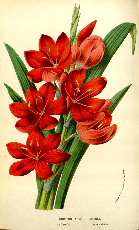 Flore des serres v16 055a