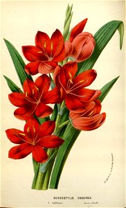 Flore des serres v16 055a