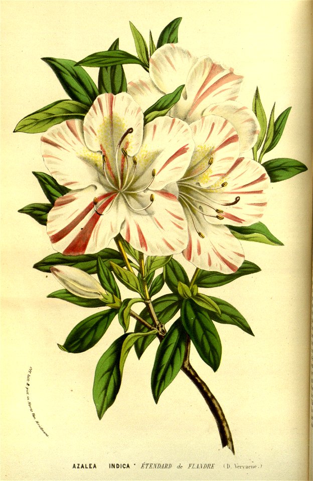 Flore des Serres v13 023a