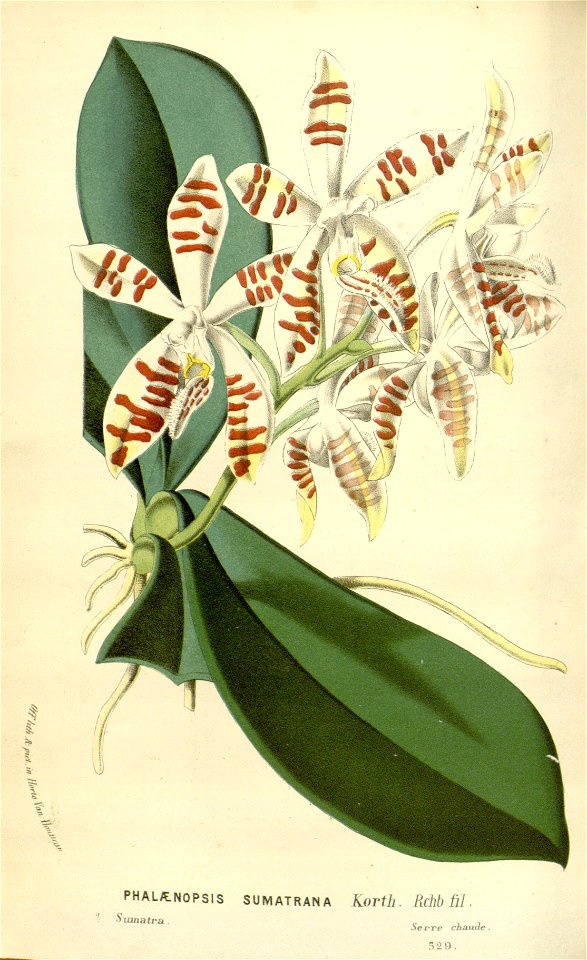Flore des serres v16 065a