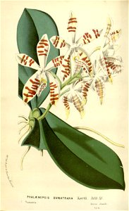 Flore des serres v16 065a
