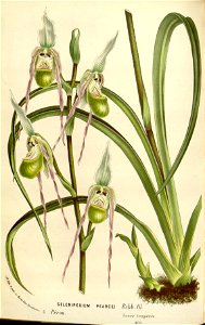 Flore des serres v16 073a
