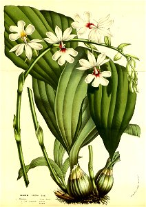 Flore des Serres v13 033a