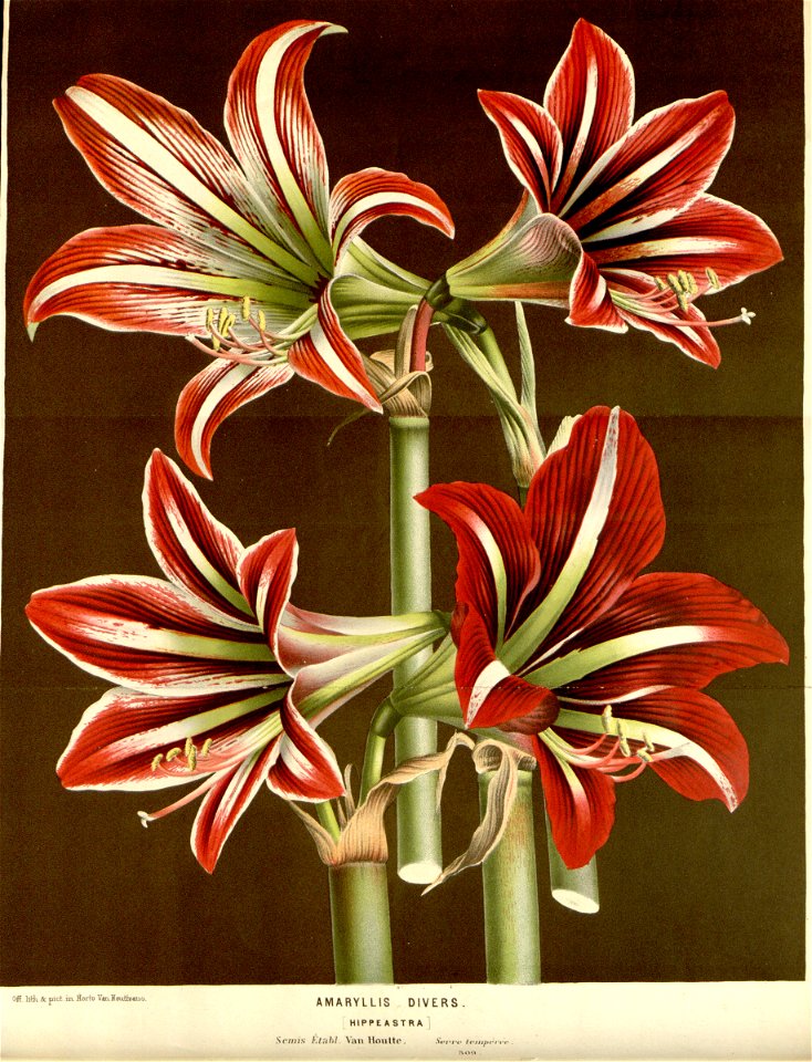 Flore des serres v16 013a