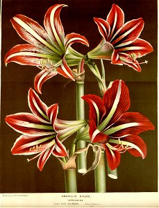 Flore des serres v16 013a