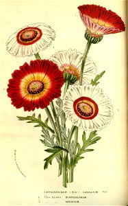 Flore des serres v13 041a