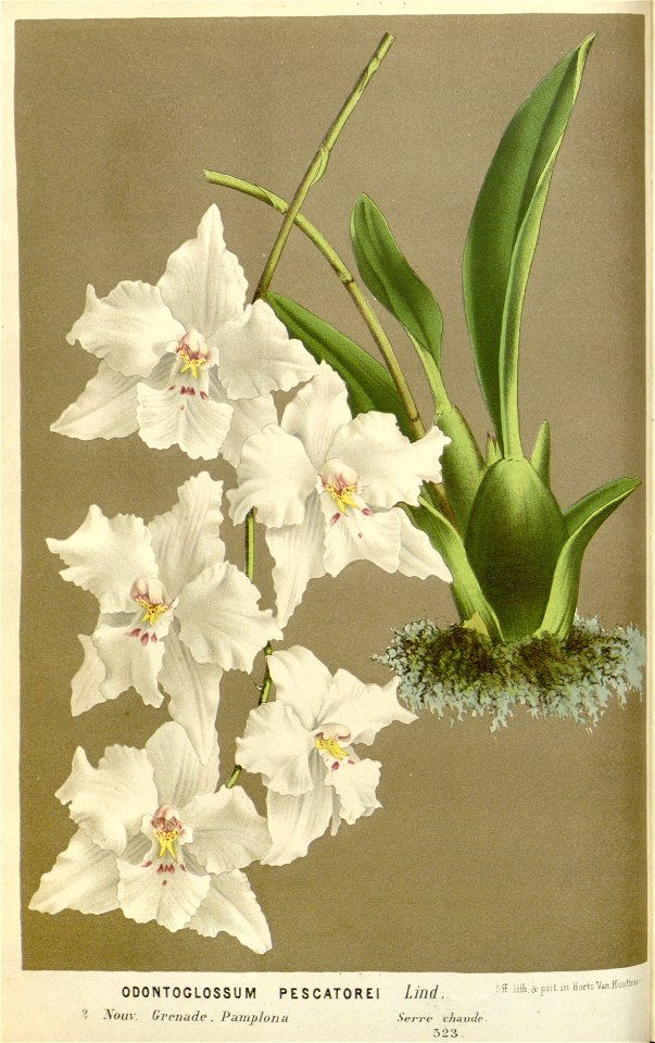 Flore des serres v16 023a