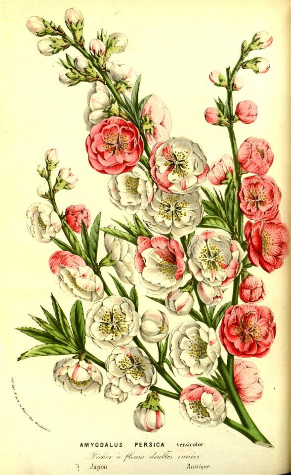 Flore des serres v13 051a