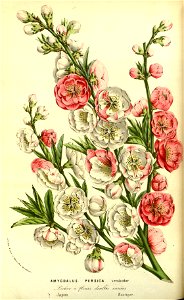 Flore des serres v13 051a