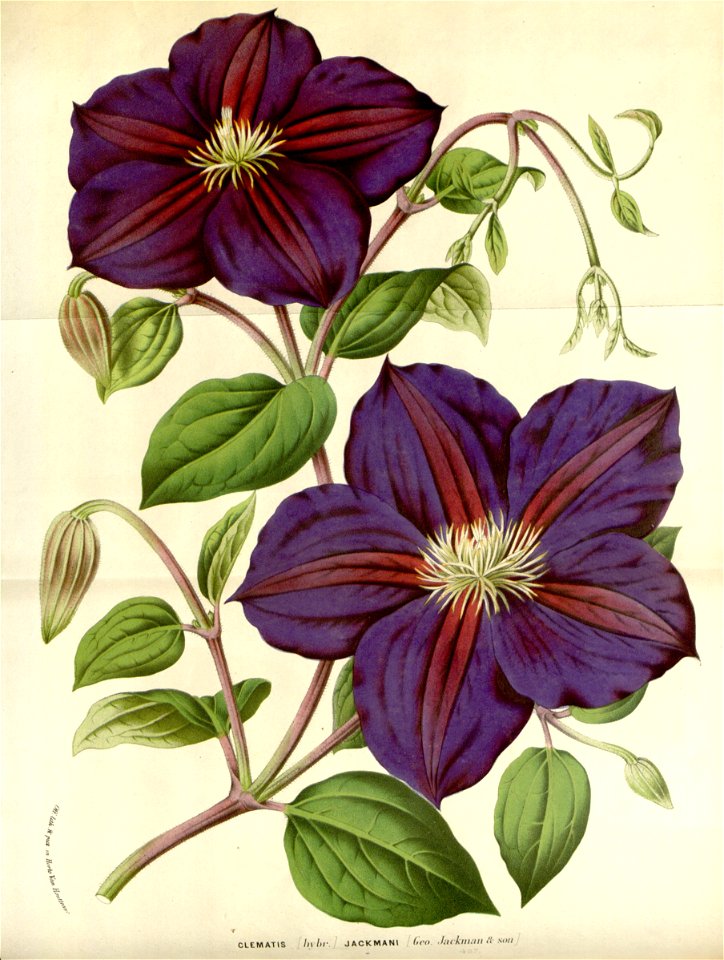 Flore des serres v16 037a