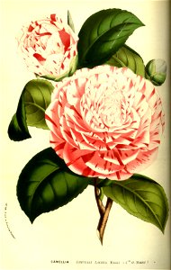 Flore des serres v13 059a