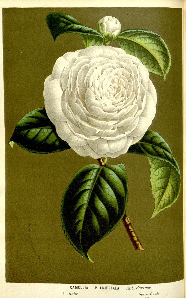 Flore des serres v16 051a