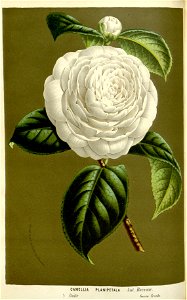 Flore des serres v16 051a
