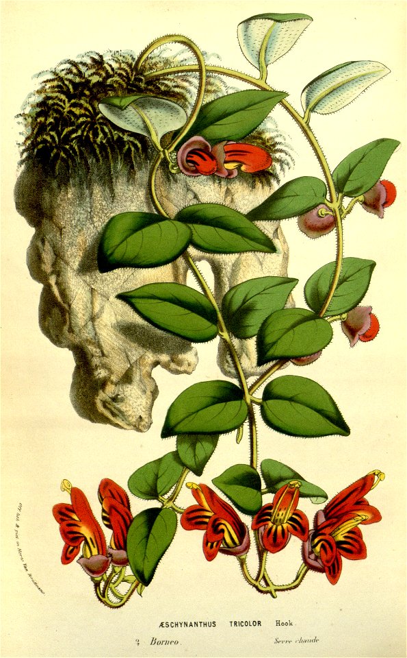 Flore des serres v13 173a