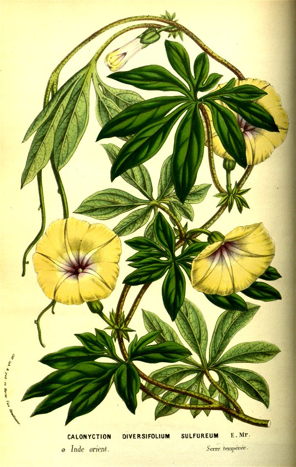 Flore des serres v13 067a