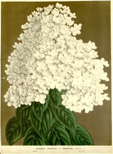 Flore des serres v16 105a
