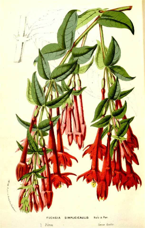 Flore des serres v13 179a