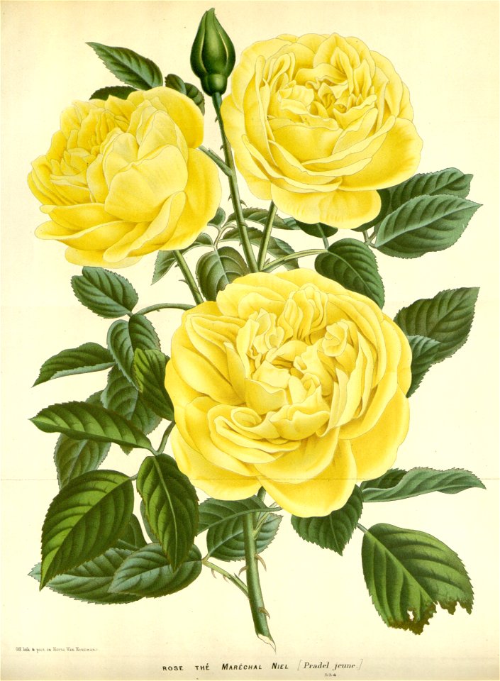 Flore des serres v16 059a