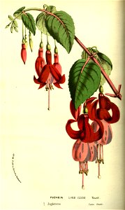 Flore des serres v13 075a