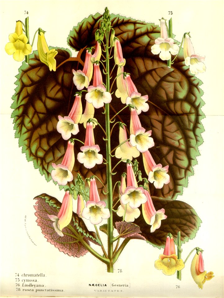 Flore des serres v16 115a