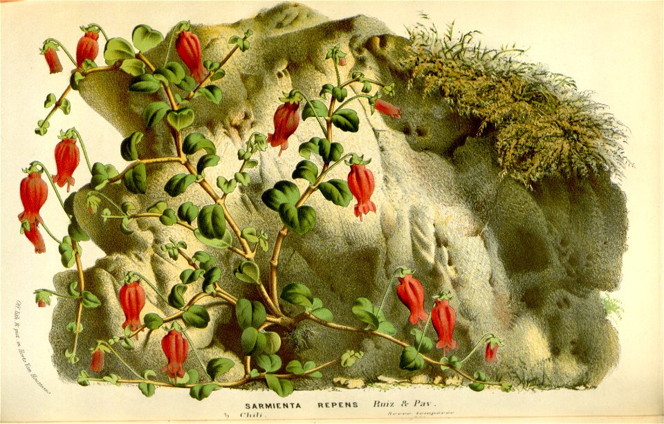 Flore des serres v16 069a