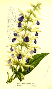 Flore des serres v13 091a