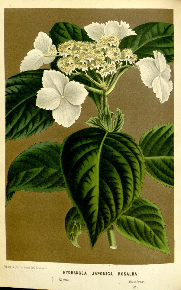 Flore des serres v16 077a