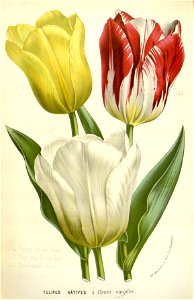Flore des serres v16 139a