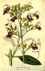 Flore des serres v13 099a
