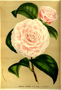 Flore des serres v14 017a