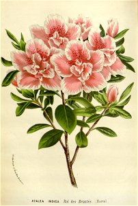 Flore des serres v16 087a
