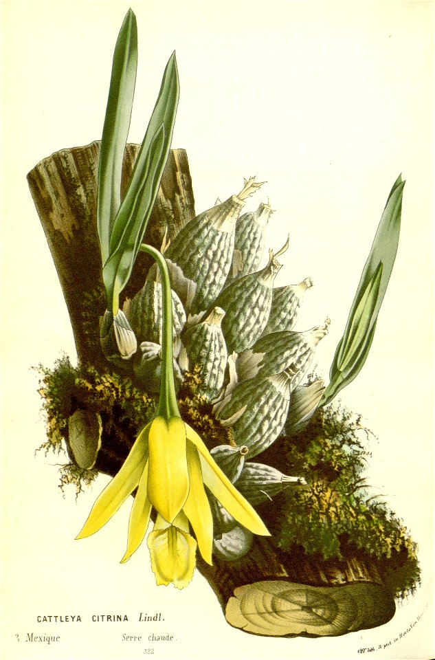 Flore des serres v16 147a