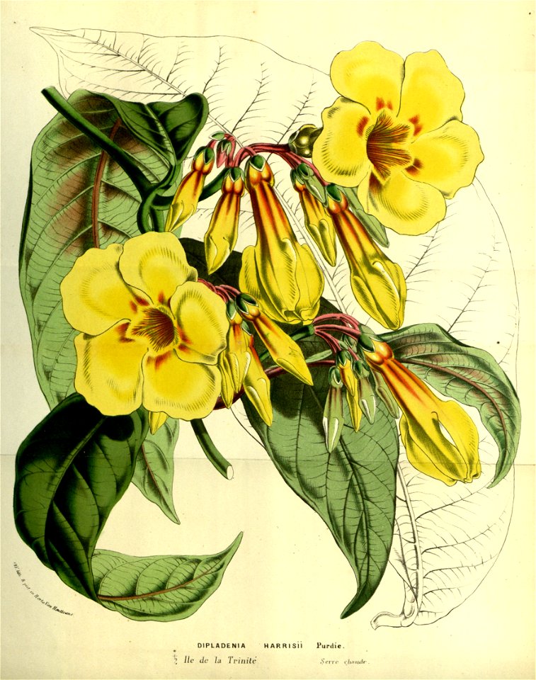 Flore des serres v14 025a