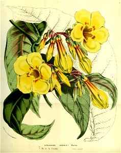 Flore des serres v14 025a