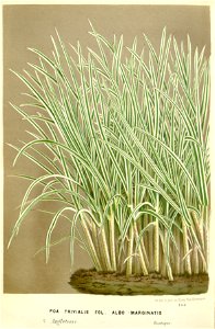 Flore des serres v16 161a