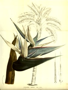 Flore des serres v13 121a