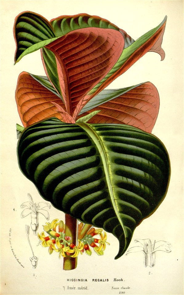 Flore des serres v16 101a