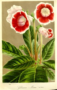 Flore des serres v16 169a