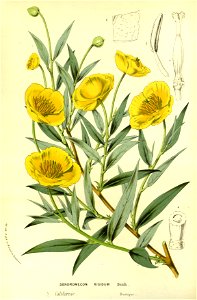 Flore des serres v14 043a